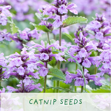 Load image into Gallery viewer, Grow Cat Treats. Cat Lovers Eco Mini-Grow-Kit