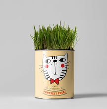 Load image into Gallery viewer, Retailer starter 4 pack Chilli, Cat, Flower and Herb
