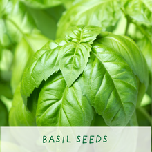 Load image into Gallery viewer, Kitchen Herb. Eco Mini Basil Grow Kit.
