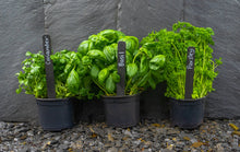 Load image into Gallery viewer, Large Labels &amp; white pencil | Identify | Garden | Allotment
