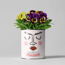 Load image into Gallery viewer, Retailer starter 4 pack Chilli, Cat, Flower and Herb
