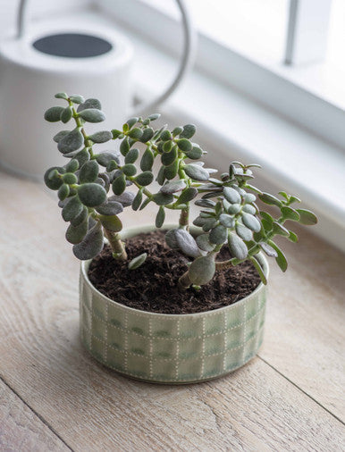 Sorrento bowl - 15.7cm in sage